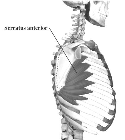 coracoides  pectoral medial y lateral Acción: Aproxima el brazo SERRATO ANTERIOR: