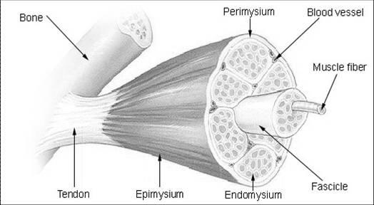 3. ESTRUCTURA Cada una de las fibras musculares se encuentra rodeada por una capa de tejido conectivo denominada endomisio.