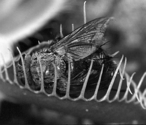 La drosera también es una planta que come carne. Tiene muchos vellos pegajosos en su superficie.
