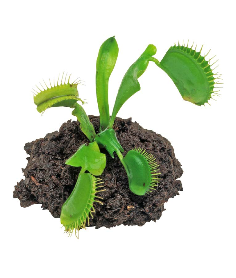 Atrapamoscas Plantas aéreas que crecen en árboles de pantanos Puedes imaginarte una planta que come carne? Bueno, tal planta existe.