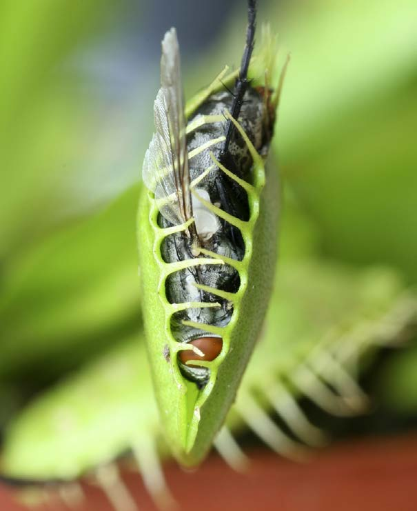 La drosera también es una planta que come carne. Tiene muchos vellos pegajosos en su superficie.