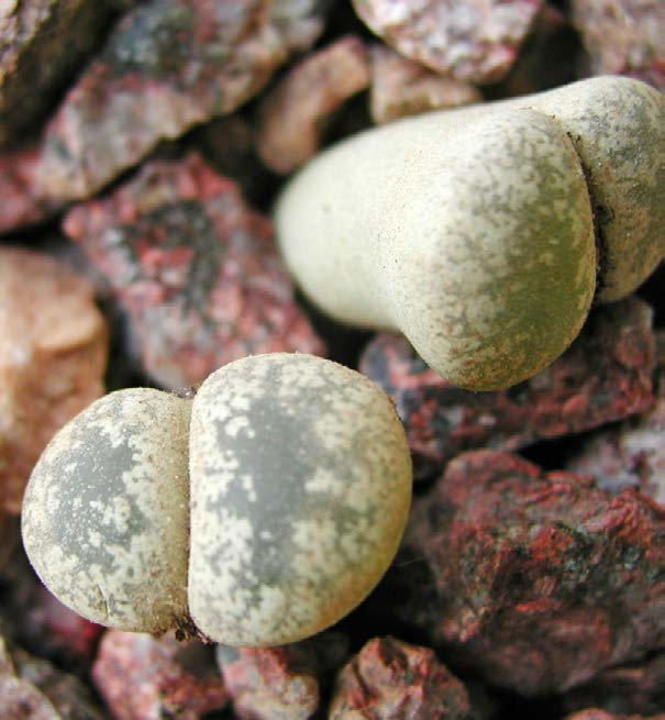 Plantas piedras Algunas plantas parecen piedras. Las plantas en esta foto se llaman plantas piedras o piedras vivas.