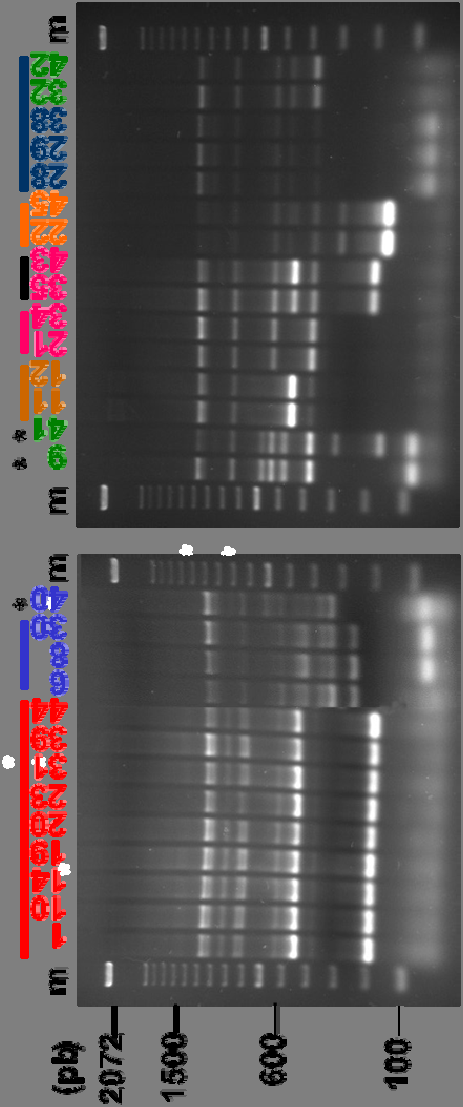 Saccharomyces (10 casas comerciales) PCR: elementos delta