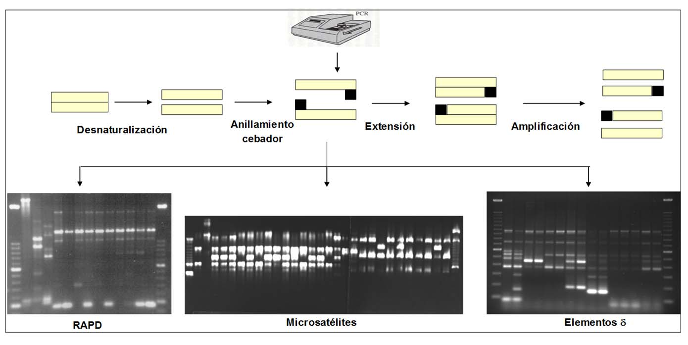 AUTENTICIDAD DE LEVADURAS SECAS ACTIVAS Métodos basados en la técnica de PCR: elementos delta y RAPDS Son los métodos más rápidos.