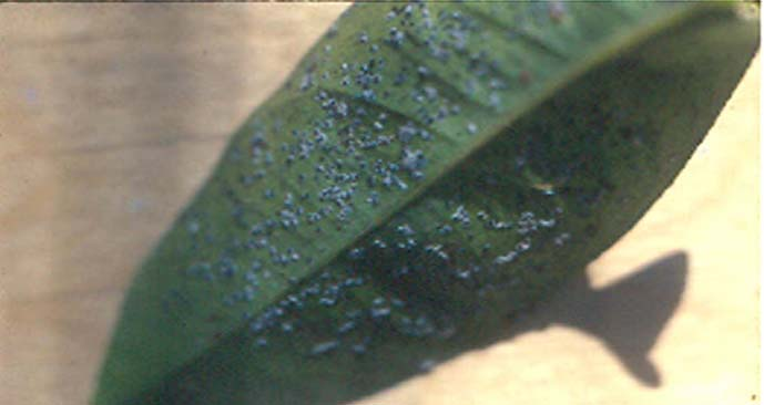 Amitus spinifera (Hym: Platygasteridae) Es una avispita de