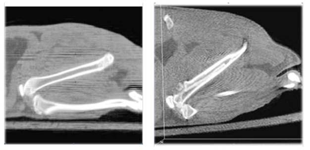 Figura 4.3.1 Imágenes de tomografía donde puede apreciarse el fémur de una rata control (izq.