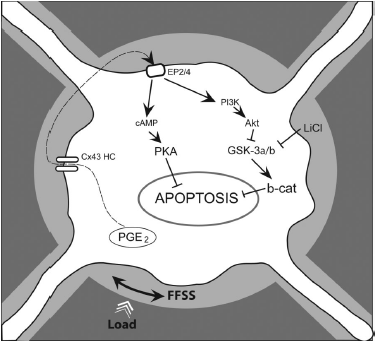 Se puede inhibir suprimir o prevenir la apoptosis de Ot inducida por GC? Los estímulos mecánicos bloquean la apoptosis inducida por GC a través de la liberación de PGE2 Kitase et al.