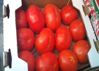4) Producción de tomate en invernadero. Contacto: Dr.