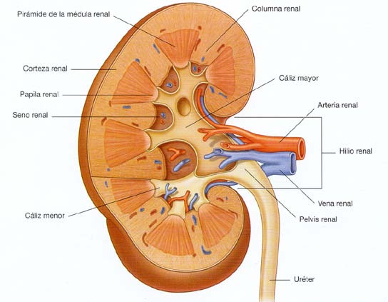 Localización VÍSCERAS RETROPERITONEALES: aquellas que se sitúan en la pared posterior del abdomen y que están por detrás del peritoneo.