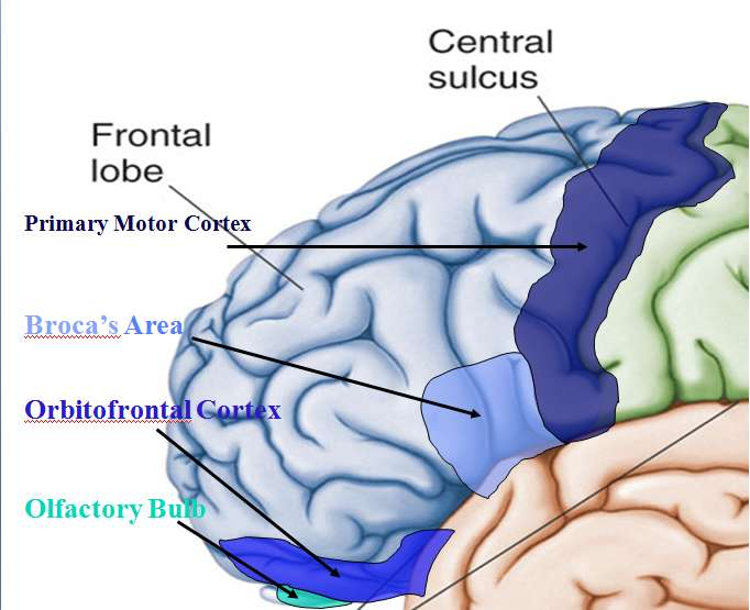 Lóbulo Frontal Corteza motora primaria : controla movimientos corporales
