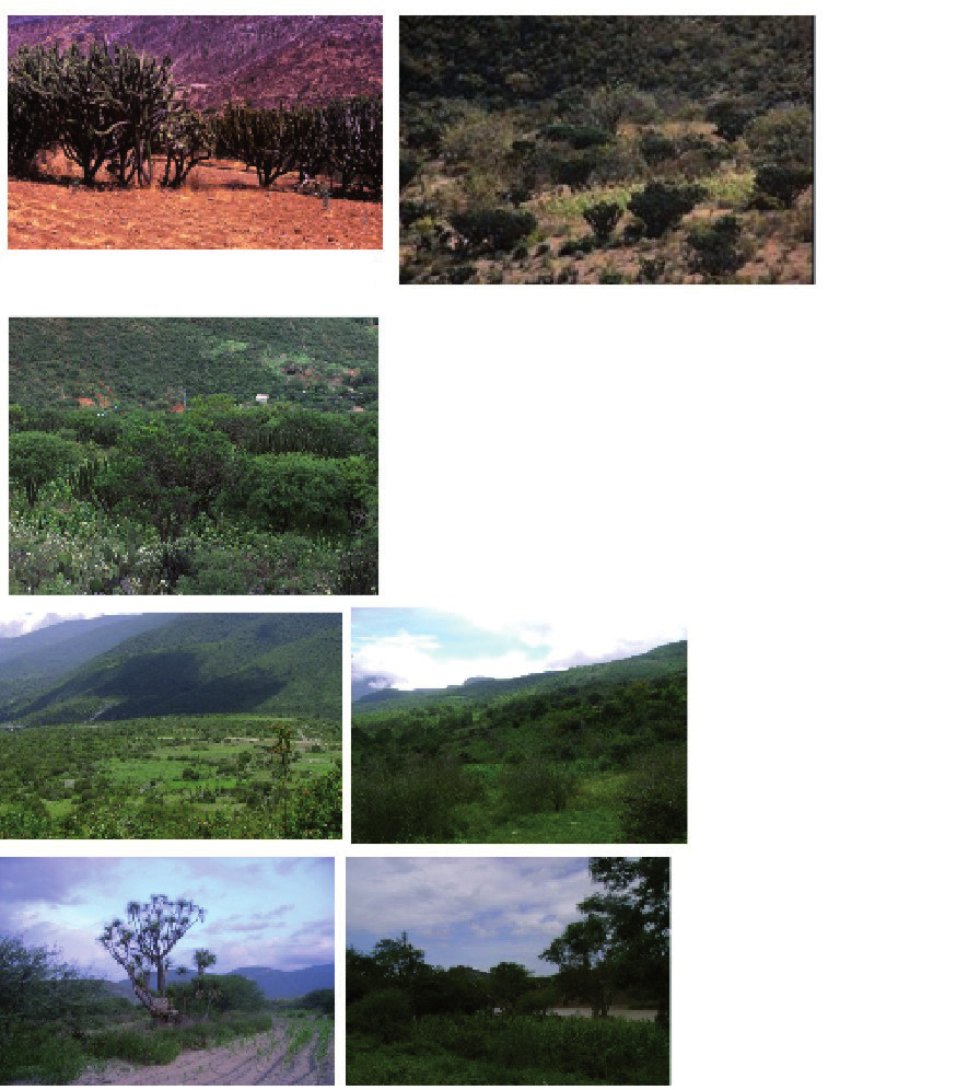 Investigación ambiental 6 (2) 2014 Figura 7. Aspecto de sistemas agroforestales de milpa en la zona de mayor aridez del Valle de Tehuacán.
