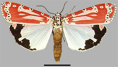 spectabilis Utetheisa ornatrix 