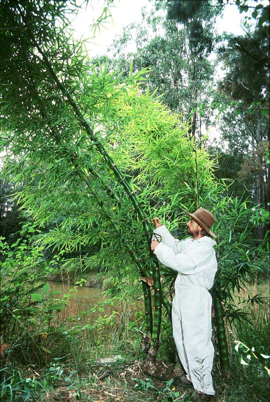 plantas cianogénicas Hapalemur aurens (lemur dorado del bambú)
