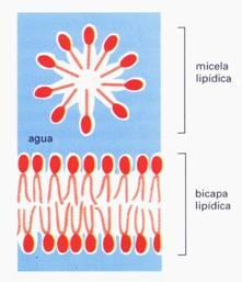 Micelas: estructura esférica con las colas de los fosfolípidos (no polares) hacia adentro y, las cabezas (polares) hacia fuera de la estructura, en contacto con el medio acuoso.