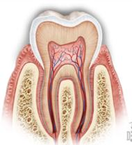 Dentina: Constituye el volumen principal del diente Menor dureza y mineralización que el esmalte: Base elástica Matriz