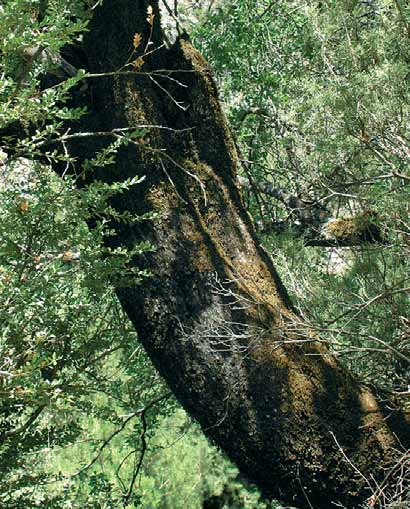 Cornita de la Cueva del Peinero Pistacia terebinthus Singularidad JAÉN IZNATORAF La Cornicabra de la Cueva del Peinero destaca por el contorno de tronco que presenta.