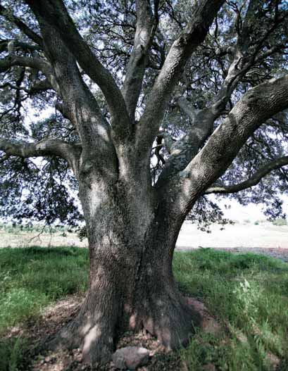 Carrasca de Clotilde Quercus ilex subsp.