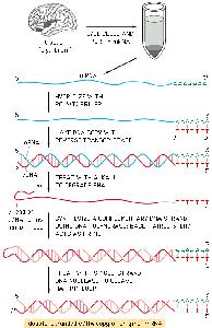 cdna con una transcriptasa reversa Eliminación del RNA Las transcriptasas reversas son enzima virales.