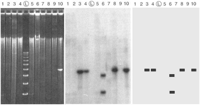 RFLP Restriction Fragment Length Polymorphisms Longitud de los fragmentos obtenidos por el corte del DNA Como se generan las sondas: Transcripcion reversa de mrna generando una colección de cdna