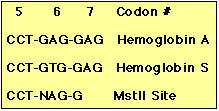 nucleotido Hemoglobina S Southern blot Como el sitio de restricción