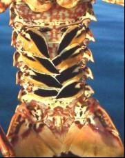 La pesquería de langosta Panulirus argus en el Golfo de México y mar Caribe mexicano Figura 21. Diferenciación externa de sexos.