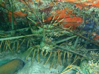 La pesquería de langosta Panulirus argus en el Golfo de México y mar Caribe mexicano Figura 25. Juveniles de Panulirus argus en su hábitat natural (longitud total media 12 cm).