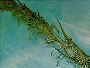 La pesquería de langosta Panulirus argus en el Golfo de México y mar Caribe mexicano movimientos nomádicos de varios kilómetros y migraciones masivas por arriba de 500 km (Herrnkind, 1983). En P.