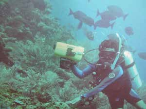 La pesquería de langosta Panulirus argus en el Golfo de México y mar Caribe mexicano entre 23 04 y 23 20 n y 88 45 y 88 45 o, y las partes más someras se encuentran en profundidades entre 5 m y 29 m