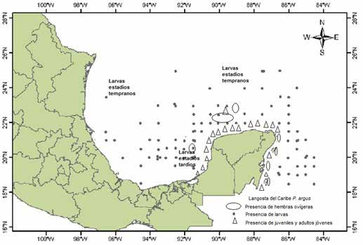 La pesquería de langosta Panulirus argus en el Golfo de México y mar Caribe mexicano Muy probablemente, las larvas que alimentan a las poblaciones locales de langosta provienen de diferentes regiones