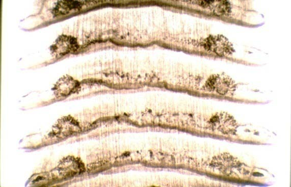 Mosgovoyia ctenoides.