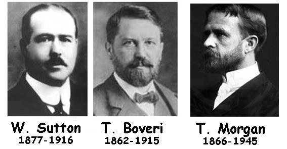 TEORÍA CROMOSÓMICA DE LA HERENCIA En 1902, Sutton, en EEUU, y Boveri, en