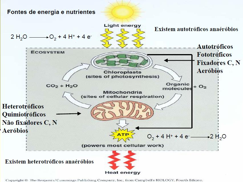 Figura 1. Fuentes de energía y nutrientes 1. DEFINICION DE METABOLISMO Metabolismo, es la suma de transformaciones químicas que se producen en una célula u organismo (vías metabólicas).
