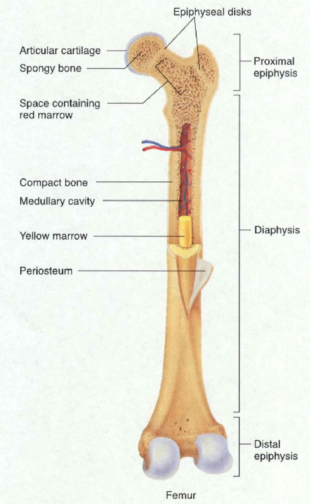 Huesos Capa externa de hueso compacto Interior formado por hueso esponjoso Cavidad medular central: 1. Médula ósea roja 2.