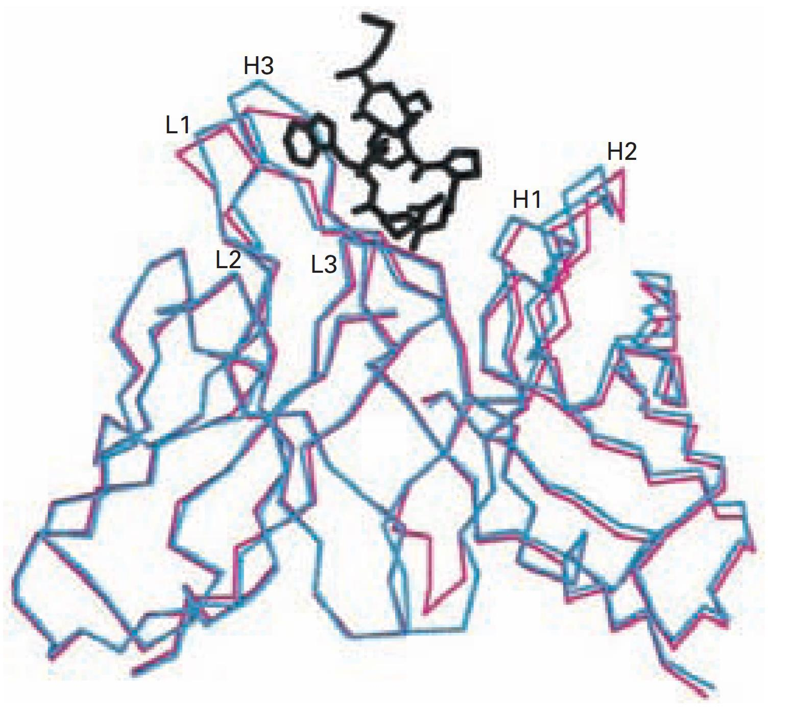 CDR Cadena Pesada H1, H2, H3 Cadena Liviana L1, L2, L3 Cambio conformacional al unirse el antígeno