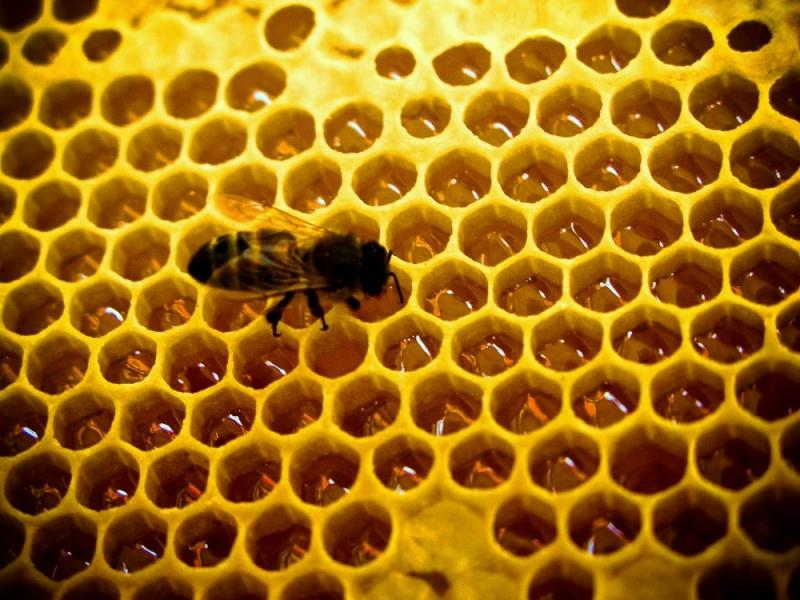 A un panal de rica miel dos mil moscas acudieron, que por golosas murieron presas de patas en él.