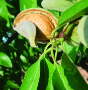 Introducción El programa de mejora genética del almendro (Prunus amygdalus Batsch) del CITA de Aragón tiene como objetivo el desarrollo de nuevas variedades auto-compatibles y de floración tardía
