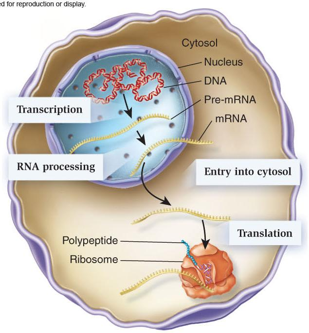 En Eucariontes los transcritos de RNA son procesados produciendo un RNA maduro Transcripción ocurre en