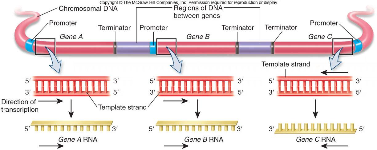 Dirección de la transcripción del DNA varia entre genes En todos los
