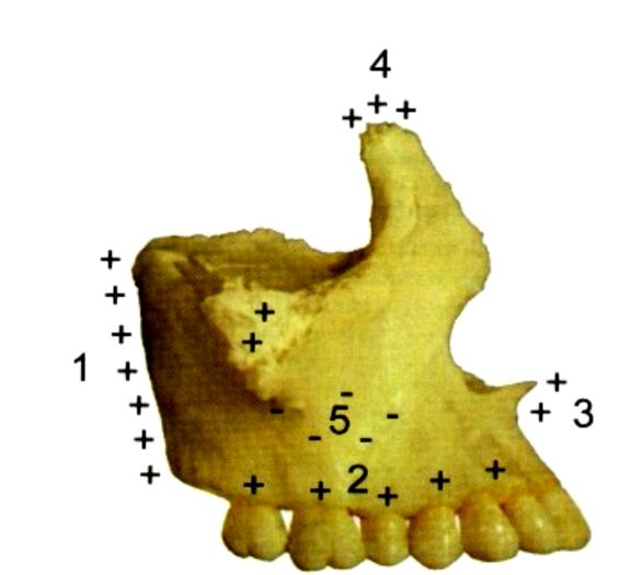El maxilar crece en modelo intramembranoso, por aposición y resorción en casi toda su extensión y por proliferación del tejido conjuntivo sutural en los puntos en que este hueso se une a piezas