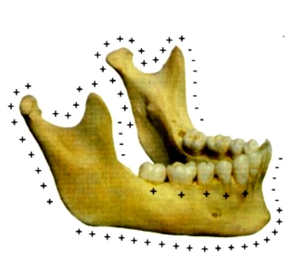 El cóndilo es el principal centro de crecimiento mandibular, porque en esa área existe un cartílago hialino que genera hueso de forma similar al cartílago de crecimiento de los huesos largos