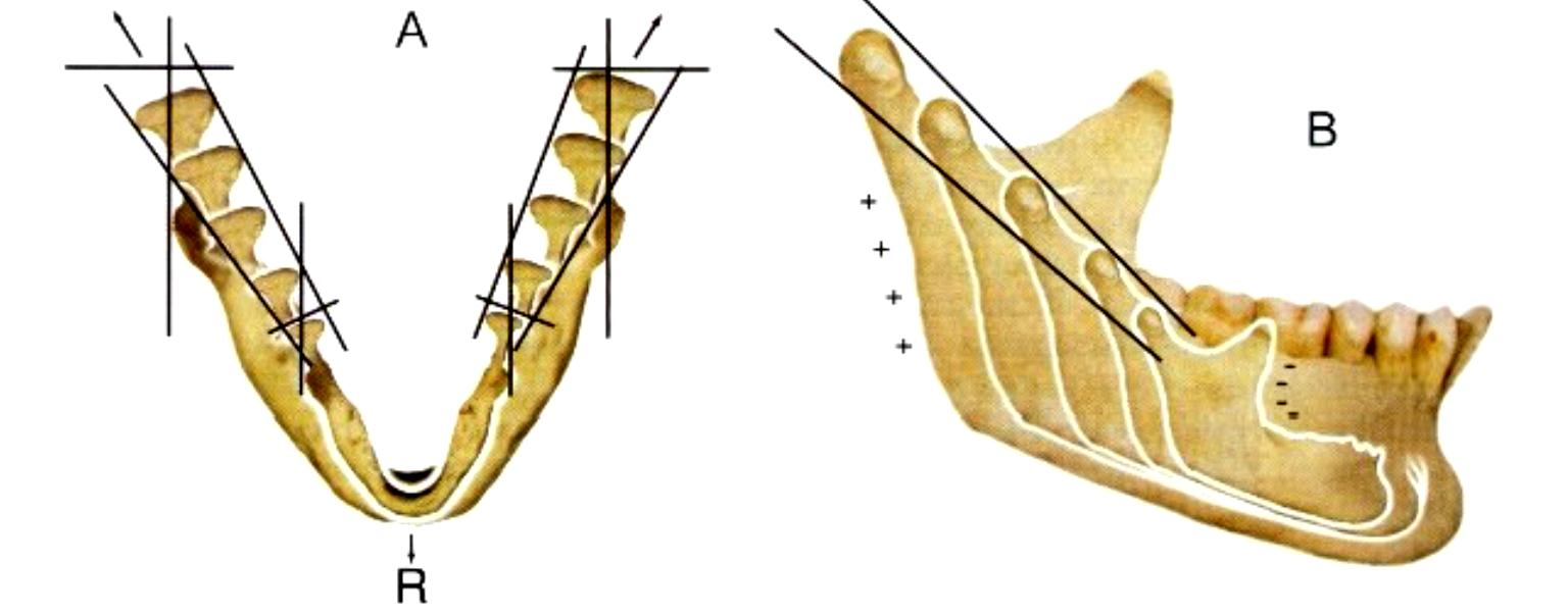 La mandíbula tiene un trayecto de crecimiento hacia atrás y arriba, sin embargo su desplazamiento se hace hacia delante y hacia abajo. (Fig. 5) Fig.