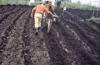 Para la preparación del terreno se utiliza equipo mecánico como tracción animal, utilizando bueyes o caballo.