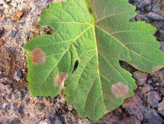 2 Síntomas. Las lesiones en las hojas pueden ser amarillentas y aceitosas (manchas de aceite ) o angulares, de color amarillo a pardo- rojizo entre los nervios.