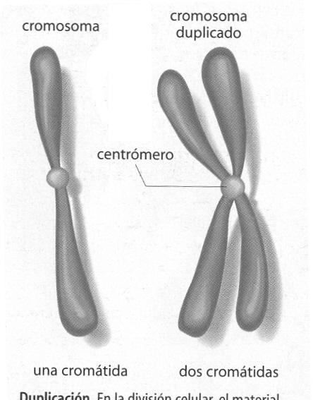 Esto es debido a que cuando una célula va a dividirse, debe hacer una copia exacta de sus cromosomas para que, de esta manera, sus células hijas mantengan el mismo número y tipo de cromosomas.