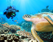 También destacar las zonas de coral casi vírgenes, las nocturnas entre tortugas verdes, pastinacas o la presencia de un pez que solo vemos por el Sur, el lima hocicudo que vive en grupos entre los