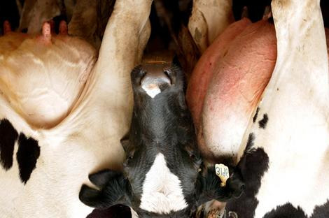 IMPLICANCIAS DE LA EFICIENCIA DIFERENTE PARA LAS DISTINTAS FUNCIONES En la vaca lechera adulta, podemos expresar las necesidades de mantenimiento y lactacion en un solo valor (ENL) Para ganado en