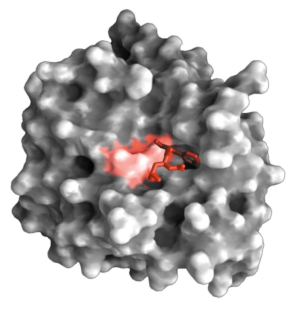 ENZIMAS El sitio activo es lugar de unión del sustrato a la enzima y donde se lleva a cabo la