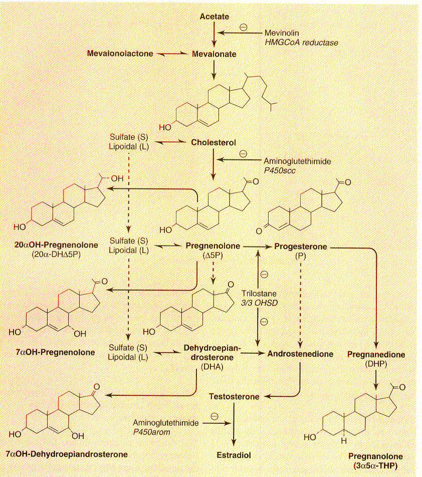 Biosíntesis/metabolismo
