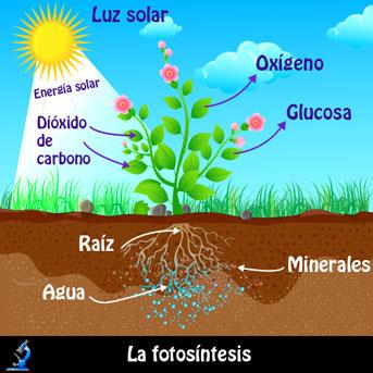 Fotosíntesis La Fotosíntesis es un proceso anabólico que se lleva a cabo en los cloroplastos, la realizan los organismos que poseen clorofila.