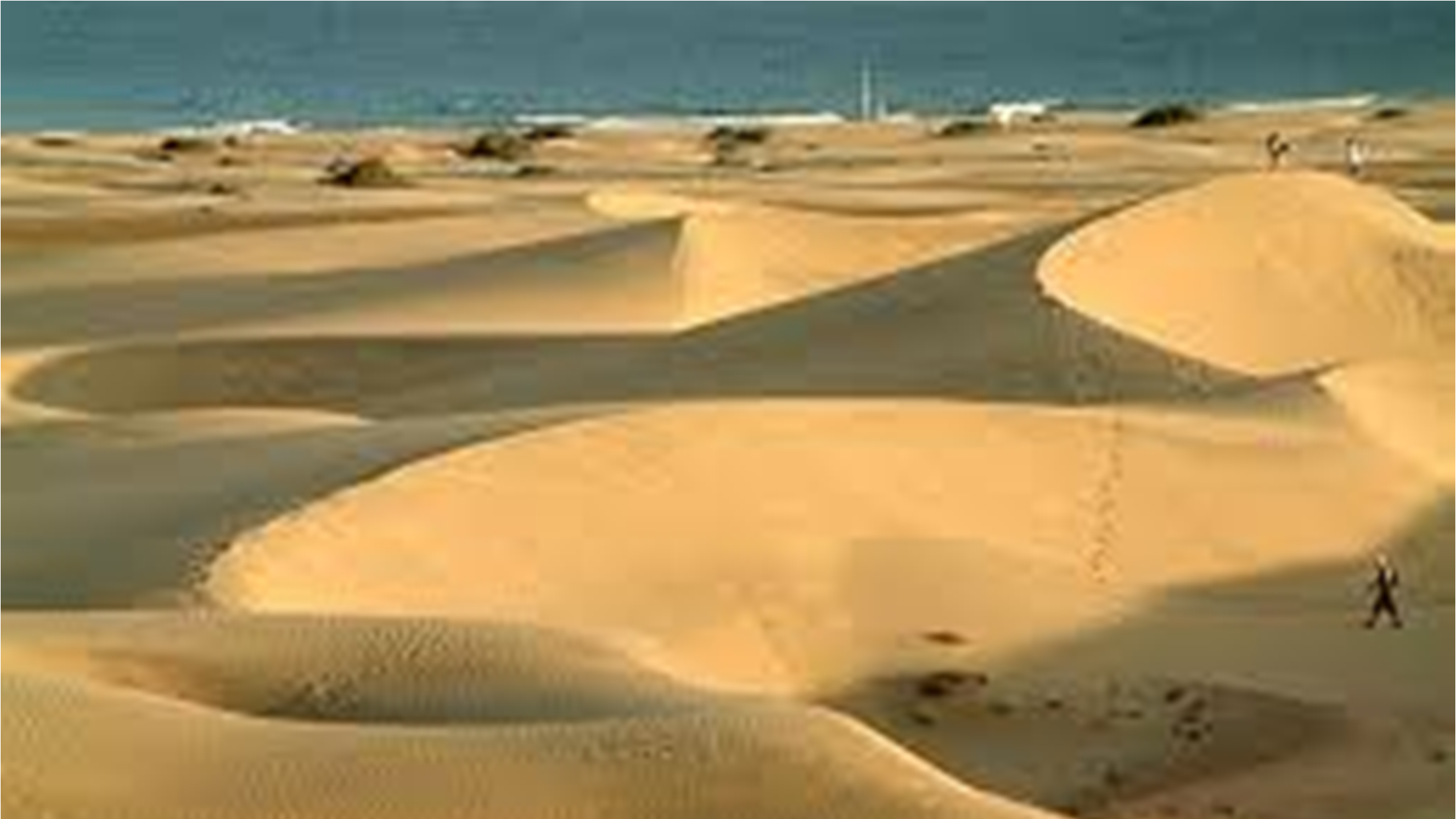 La metáfora del Enebro Los enebrales costeros de Doñana son los más importantes de Europa. Se encuentran en zonas de dunas muy vivas.